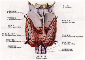 甲状腺图片